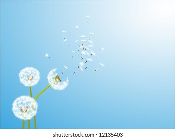 Dandelion  glowing by the wind. Vector.
