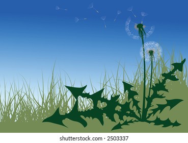 Dandelion in the grass