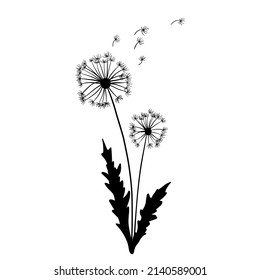 Dandelion grass, drawing, line art vector illustration.Spring plant isolated on white background