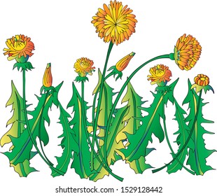 dandelion grass isolated on white