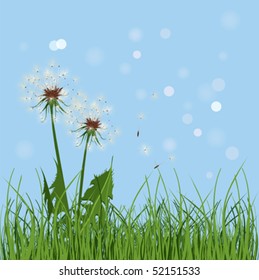 Dandelion in grass. Nature vector and illustration.