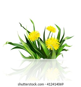 dandelion, green grass, yellow flower illustration, isolated detailed vector, symbol of summer, spring, icon, bloom