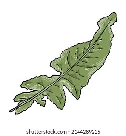 Dandelion green leaf or Taraxacum, Perennial sow thistle leaves. Sonchus arvensis, the field milk thistle plant. Also called dindle or gutweed, leaf of a species of flowering plant in the daisy family