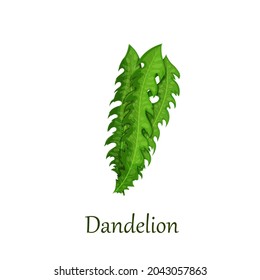 Dandelion green leaves, salad vector illustration