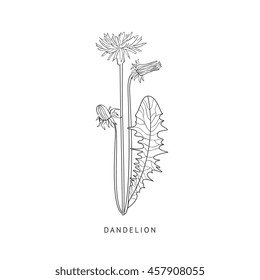 Dandelion Hand Drawn Realistic Sketch