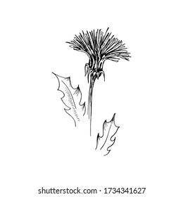 Lüster. Handgezeichnete Vektor-Illustration im Skizzastil. Auf weiß isoliert. Umriss von Wildblumen