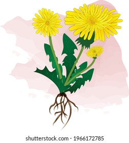 Dandelion Hand Drawn Watercolor Png Image