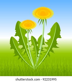 Dandelion herb on spring meadow