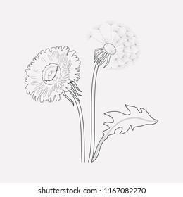Dandelion icon line element. Vector illustration of dandelion icon line isolated on clean background for your web mobile app logo design.