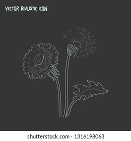 Dandelion icon line element. Vector illustration of dandelion icon line isolated on clean background for your web mobile app logo design.