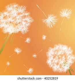 Dandelion illustration