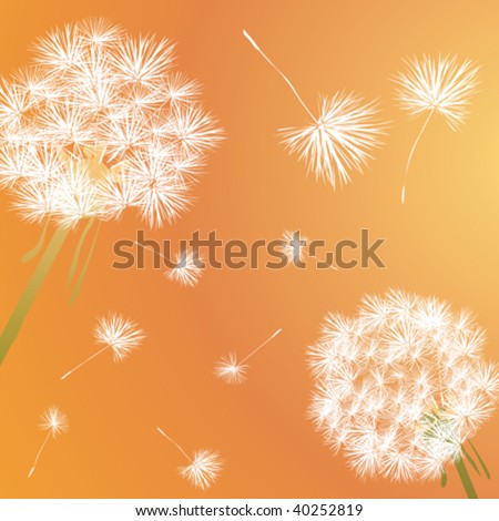 Dandelion illustration
