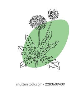 Dandelion Illustration with Green Spot on Background - Hand-drawn Vector on rhe white background