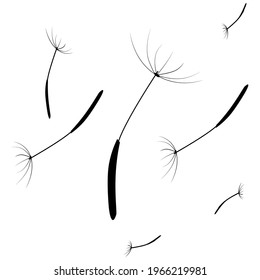 Dandelion images are suitable for ornamental florist, garden designs, or anything related to flowers