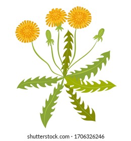 Dandelion isolate on a white background. Vector graphics.