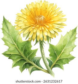 Dandelion Isolated Flower Realistic Watercolor Botanical Vector Illustration