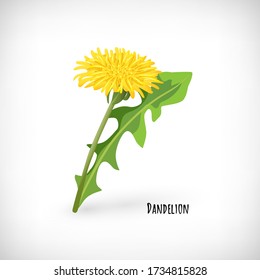 Dandelion leaf and flower icon isolated on white background. Healthy diet, vegetarian organic food. Green medicinal plant in flat style. Lettering Dandelion. Herb collection. Vector illustration.