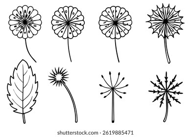 Dandelion Leaf Line Art Illustration Elegant Drawing for Botanical Prints
