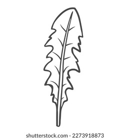 Dandelion leaf outline icon vector illustration. Hand drawn line sketch of edible plant from spring or summer meadow, natural leaves for cooking vegan salad in kitchen, dandelion vitamin herb