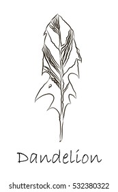 Dandelion leaf. Text. Isolate on white background. Vector illustration
