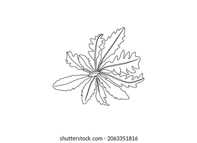 Dandelion leave vector drawing set. Isolated wild plant and flying seeds. Herbal engraved style illustration. Detailed botanical sketch