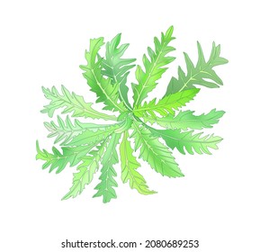 Dandelion leave vector drawing set. Isolated wild plant. Herbal engraved style illustration. 