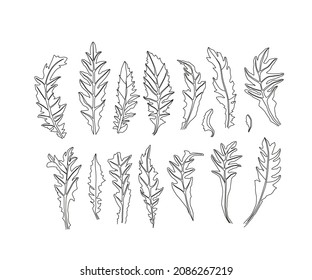 Dandelion Leave Vector Drawing Set. Isolated Wild Plant. Herbal Engraved Style Illustration.