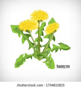 Dandelion leaves and flowers isolated on white background. Healthy diet, vegetarian organic food. Green medicinal plant in flat style. Lettering Dandelion. Herb collection. Vector illustration.