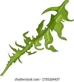 Dandelion leaves on a white background, green color