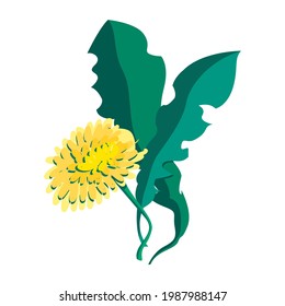 Dandelion con hojas de ilustración vectorial en estilo plano. Flor silvestre para impresión, pegatina, cubierta, embalaje, postal, afiche. Planta verde amarilla aislada en fondo blanco