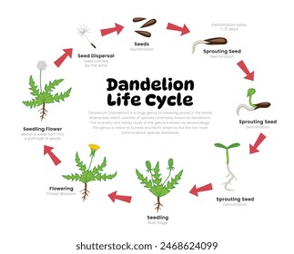 Dandelion Life Cycle Diagram for Science Education development process scheme illustration, Different insect stages from stages seeds, sprouting, seedling, to flowering reproduction explanation.