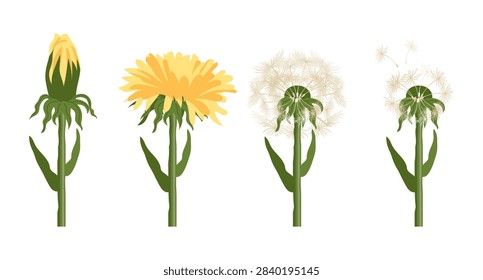 Dandelion Life Cycle Stages. Set of dandelion flowers. Flat Illustration.