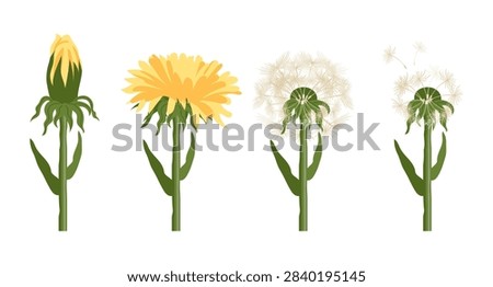 Dandelion Life Cycle Stages. Set of dandelion flowers. Flat Illustration.