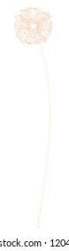 Dandelion line vector illustration