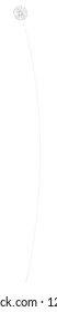 Dandelion line vector illustration