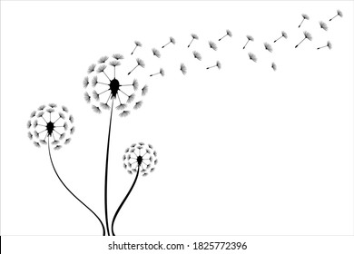 Dandelion logo vector illustration. Dandelion icon