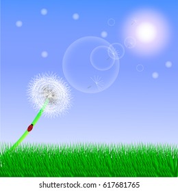 dandelion in the meadow ladybug
