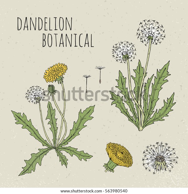 タンポポの植物分離イラスト 植物 花 葉 種 根手描きのセット ビンテージのカラフルなスケッチ のベクター画像素材 ロイヤリティフリー