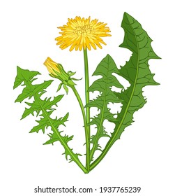 Dandelion medicinal. Flowers and leaves of the medicinal plant dandelion, isolated on a white background. Vector image. For printing, pharmaceuticals, and postcards.