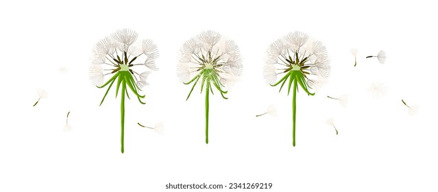 Dandelion object fluffy. Vector illustration