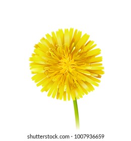 Dandelion officinale flower isolated on white background. Vector realistic icon illustration
