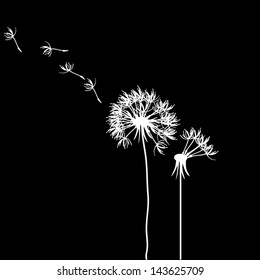 dandelion on a black background