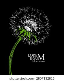 Dandelion on a black background. Hand drawn. Not AI, vector illustration