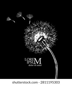 Dandelion on a black background. Hand drawn. Not AI, vector illustration