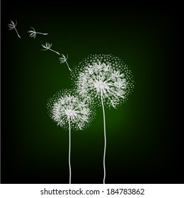 dandelion on a black background. Vector 