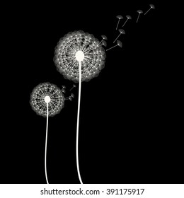 dandelion on black background,vector illustration