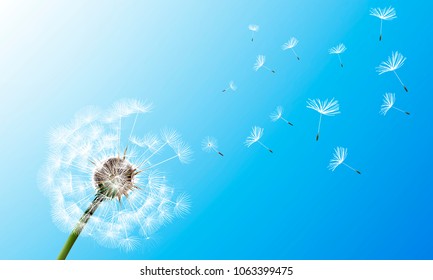 dandelion on blue sky background