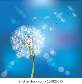 Dandelion on blue sky background