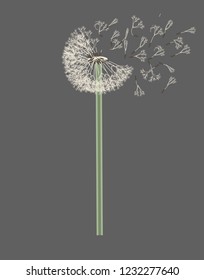 Dandelion on the gray background