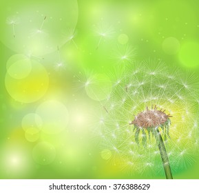 Dandelion on a green background with highlights. Vector illustration.